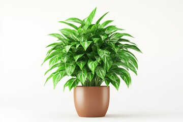 Fototapeta premium Chinese Evergreen isolated in 3d cartoon character on white background