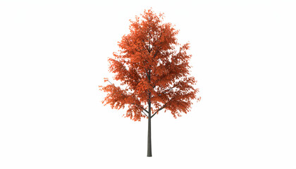 Autumn tree with orange leaves, and white background.
