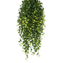 Trailing Hanging Plant PNG &ndash; Lush Green Vines on Transparent Background