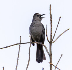 Gray Catbird (Dumetella carolinensis) Perched on Branch in Forest with Cloudy Sky