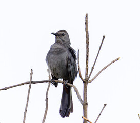 Close-Up of a Gray Catbird (Dumetella carolinensis) On An Overcast Day