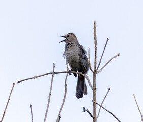 Close-Up of a Gray Catbird (Dumetella carolinensis) Calling From A Tree