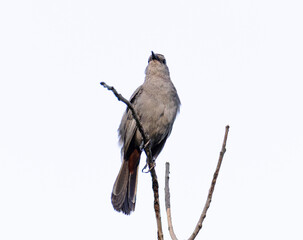 Close-Up of a Gray Catbird (Dumetella carolinensis) Perched in a Tree on an Overcast Day