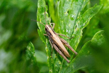 Macro Photo of Brown Grasshopper Resting on Green Leaf – Insect Close-Up in Natural Habitat for Ecological and Educational Design Themes