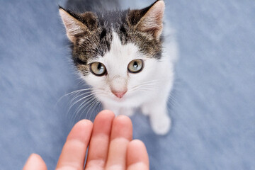 Fototapeta premium White Cat Looking Up Begging for Food – Innocent and Adorable Expression