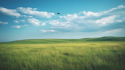 Obraz premium Eagles hovering on the grassland in summer
