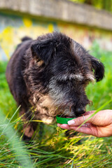 Dog drinking water from a green plastic bottle cap held by a human hand outdoors, in summer grass, showing kindness, pet care, and animal hydration in nature