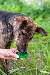 Dog drinking water from a green plastic bottle cap held by a human hand outdoors, in summer grass, showing kindness, pet care, and animal hydration in nature