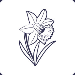 Silhouette of a daffodil with trumpet-shaped corona and pointed petals, line art floral silhouette vector