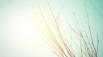 Ethereal Branches: Sunlit Twigs Against Soft Aqua Sky, Minimalist Nature Art