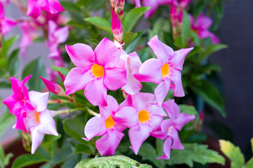 Close-up of blossoms of pink Dipladenia flowers at garden on a sunny summer day. Photo taken July 5th, 2025, Zurich, Switzerland.