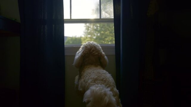 Goldendoodle Dog Looking Out Window at Home. Domestic Dog Watching Outside