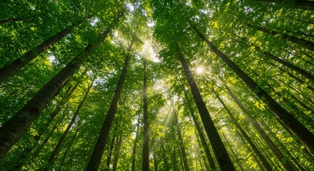 Forest sunlight canopy trees