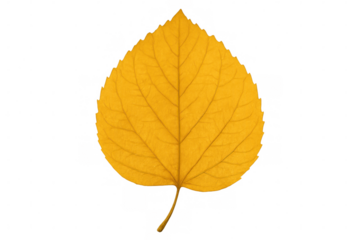 Golden aspen leaf isolated on transparent background, capturing the essence of fall with its vibrant hues