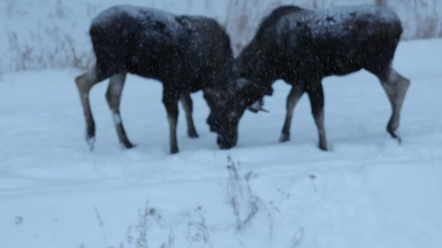 Two bull moose fighting in winter in Alaska
