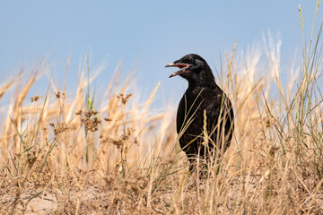 A young rook (Corvus frugilegus) fledgling, who recently left the nest, sits on the ground among the yellow grass, with his beak open, waiting for the adult birds to feed him.