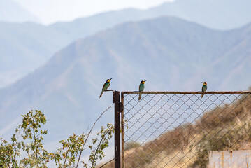 Three Golden Bee-eater or European bee-eaters (Merops apiaster) are sitting on a metal fence, with high mountains in the background.