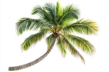 Obraz premium Coconut tree in botanical format isoleted on white background