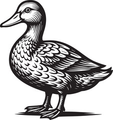 Elegant Black and White Duck Illustration Vintage Style Bird Artwork