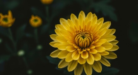 Obraz premium A vibrant yellow chrysanthemum in full bloom, sharply focused against a dark, blurred background of greenery