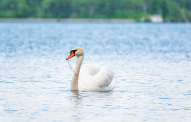 Graceful white Swan swimming in the lake, swans in the wild. Portrait of a white swan swimming on a lake.