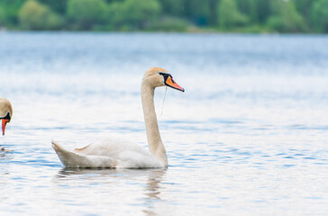 Graceful white Swan swimming in the lake, swans in the wild. Portrait of a white swan swimming on a lake.