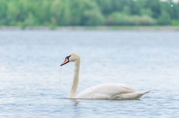 Obraz premium Graceful white Swan swimming in the lake, swans in the wild. Portrait of a white swan swimming on a lake.