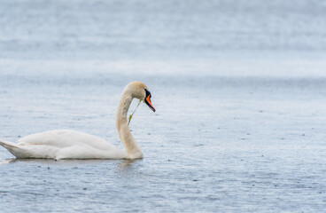 Fototapeta premium Graceful white Swan swimming in the lake, swans in the wild. Portrait of a white swan swimming on a lake.