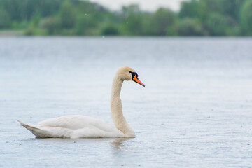 Graceful white Swan swimming in the lake, swans in the wild. Portrait of a white swan swimming on a lake.
