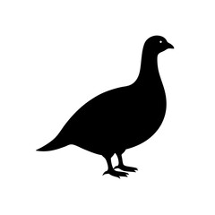 Obraz premium Striking Black Silhouette Grouse Displaying Courtship Bird Behavior