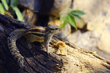 squirrel on the track