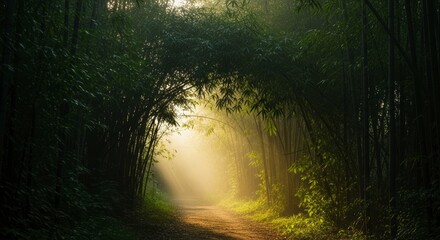 Obraz premium Golden sun rays illuminate a serene dirt path winding through a lush bamboo forest
