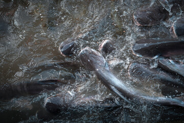Crowd of many freshwater fish hungry such as catfish, snakehead fish, snake fish and other scramble...
