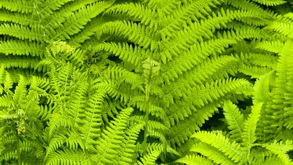 The fern has beautiful green leaves.