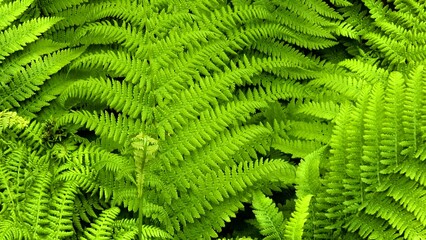 The fern has beautiful green leaves.