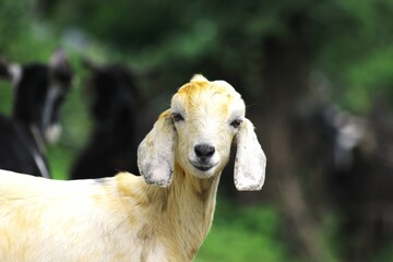 portrait of a goat