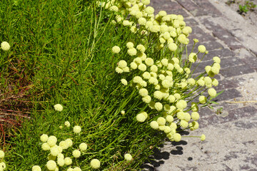 Yellow flowers of Santolina chamaecyparissus (syn. S. incana),  cotton lavender, lavender-cotton. Along the paving stones of a path. Summer, July. Netherlands.