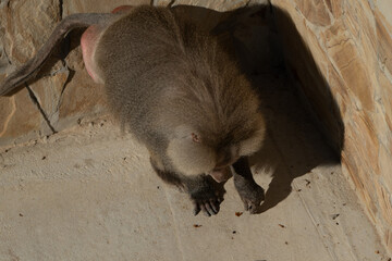 Baboon, Zoo, Eating - A baboon eats in a zoo enclosure.