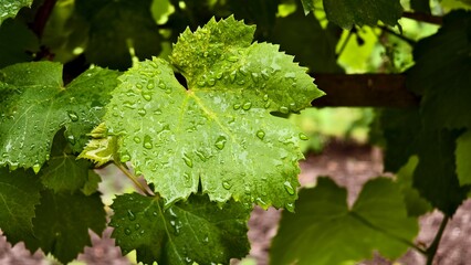 Grapes have beautiful green leaves.
