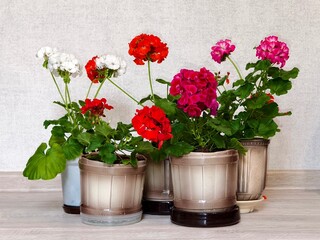 A beautiful geranium in a flower pot.