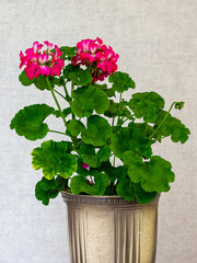 A beautiful geranium in a flower pot.