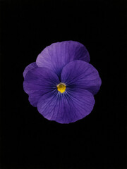 Elegant Purple Pansy on Black &ndash; AI Watercolor Style