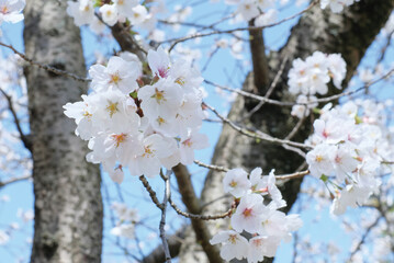 cherry blossoms and buds blooming in spring in Japan