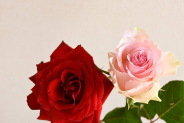 赤とピンクのばら