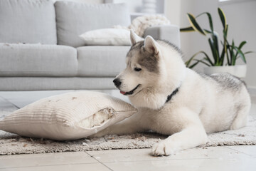 Naughty dog with torn pillow and scattered feathers lying on carpet at home