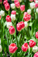 Fototapeta premium Stunning tulip field sunlight shadows, showcasing nature’s beauty and sustainability. Vibrant flowers bloom under the sun, symbolizing eco-friendly living and environmental harmony.