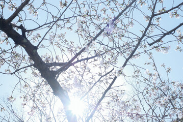cherry blossoms and buds blooming in spring in Japan