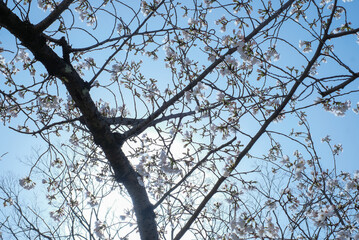 cherry blossoms and buds blooming in spring in Japan