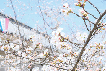 cherry blossoms and buds blooming in spring in Japan