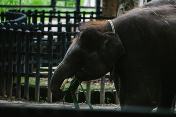 Young Asian elephant eating leaves in an Indian zoo. Close-up composition emphasizes texture and...